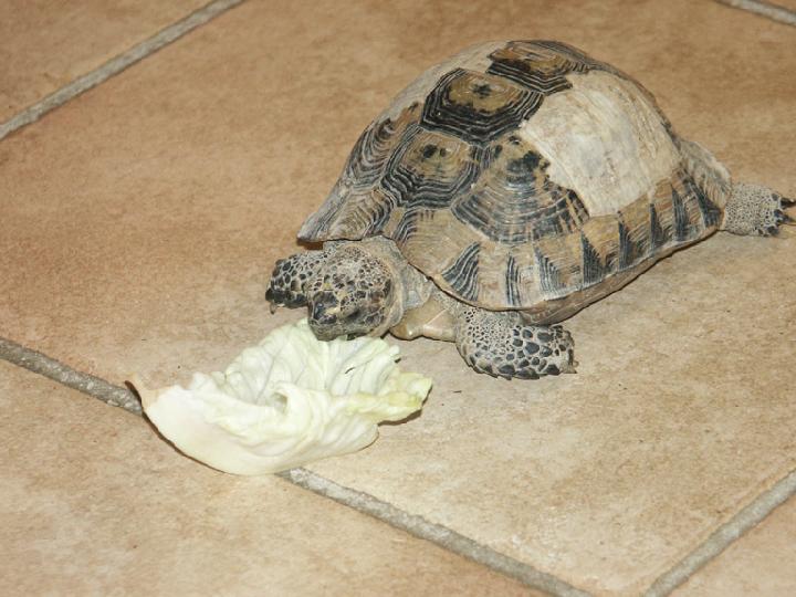 2002-08-visiteur 001.jpg